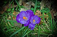 Crocus