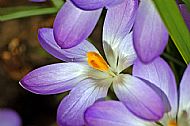 Crocus