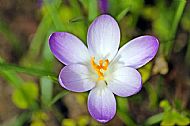 Crocus