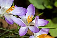 Crocus