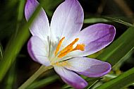 Crocus