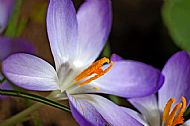 Crocus