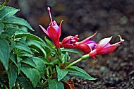 Fuchsia