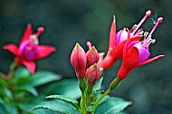Fuchsia