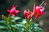Fuchsia