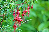 Fuchsia