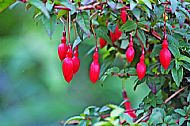 Fuchsia