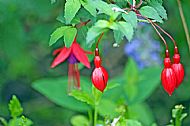 Fuchsia
