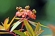 Unknown Flower