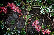 Ivy Flower