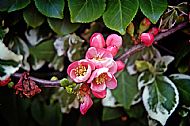 Ivy Flower