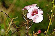 Unknown Flower
