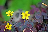 Volcanic Sorrel