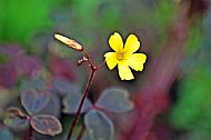 Volcanic Sorrel