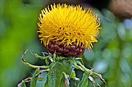 Giant Knapweed