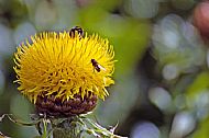 Giant Knapweed