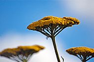 Gold Yarrow 