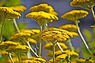 Gold Yarrow