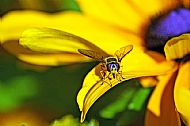 Coneflower