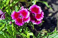 Unknown Flower