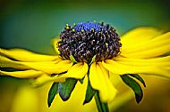 Coneflower