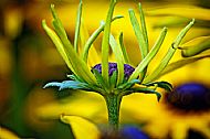 Coneflower