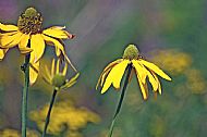 Coneflower