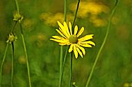 Coneflower