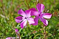 Unknown Flower