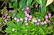 Forget-me-not