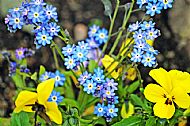 Forget-me-not