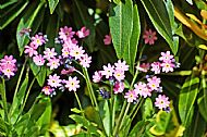 Forget-me-not