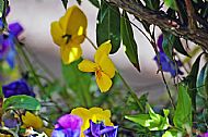 Pansy