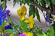 Pansy