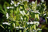 Helleborus-foetidus