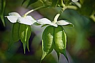 Helleborus-foetidus