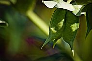 Helleborus-foetidus
