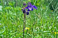Aquilegia