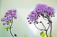Unknown Flower