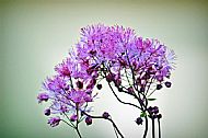 Unknown Flower