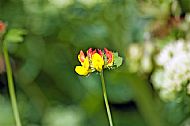 Unknown Flower