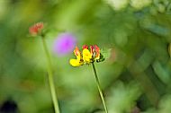 Unknown Flower