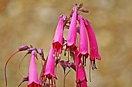 Cape Figwort