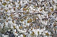 Blossom