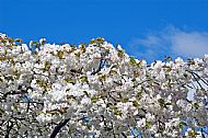 Blossom