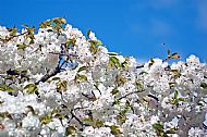 Blossom