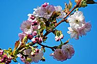 Blossom