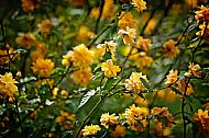 Blossom
