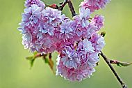 Blossom