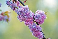 Blossom
